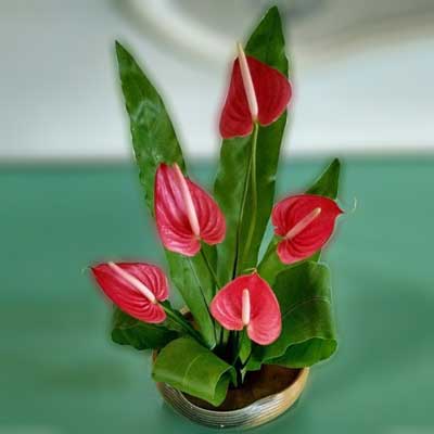 "Flower Basket with Anthuriums and Fillers - Click here to View more details about this Product